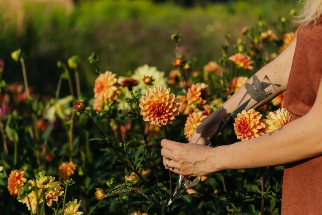 A woman carefully cutting dahlias in a vibrant summer garden.